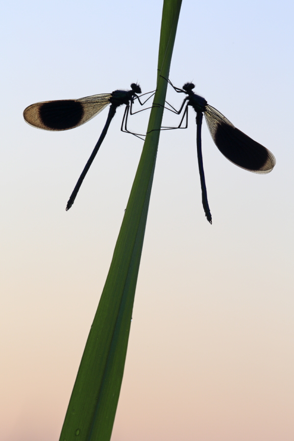 Gebänderte Prachtlibelle (Calopteryx splendens)