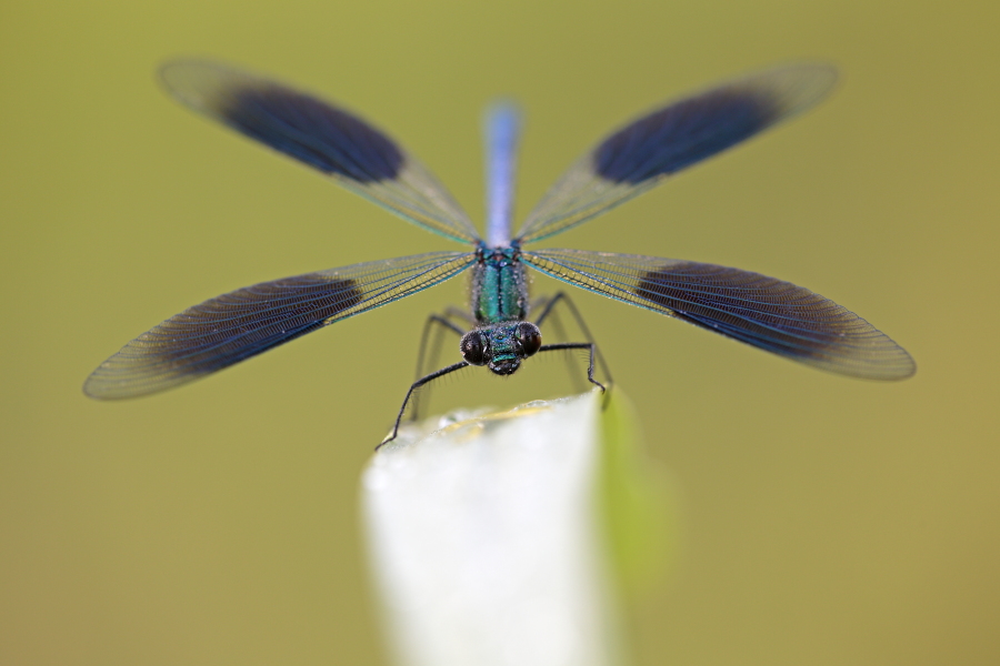 Gebänderte Prachtlibelle (Calopteryx splendens)