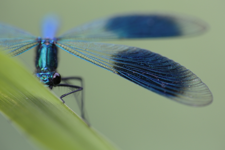 Gebänderte Prachtlibelle (Calopteryx splendens)