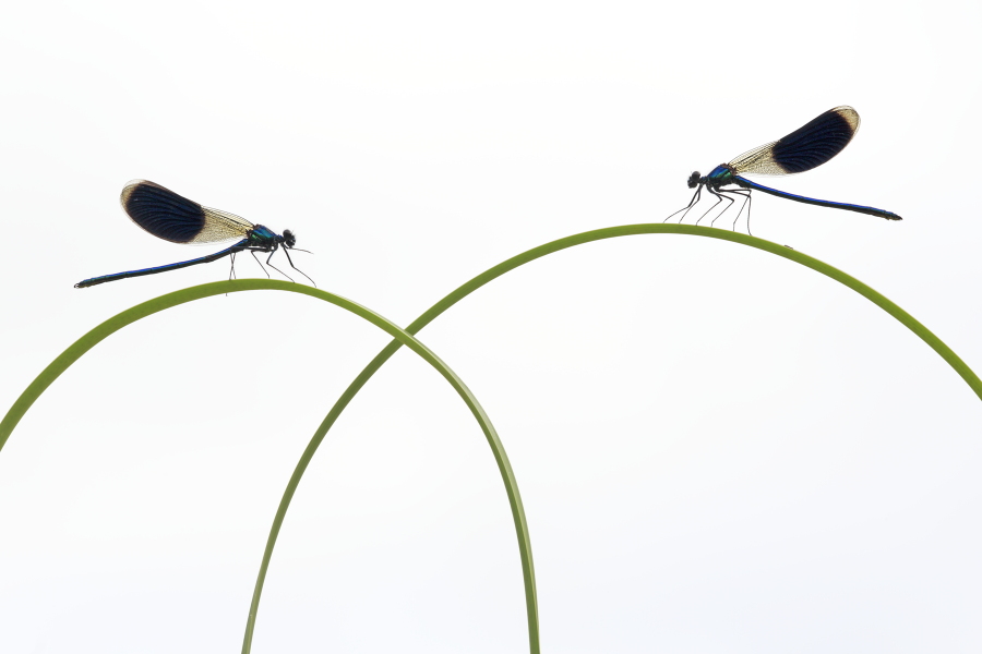 Gebänderte Prachtlibelle (Calopteryx splendens)