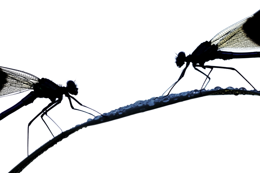 Gebänderte Prachtlibelle (Calopteryx splendens)