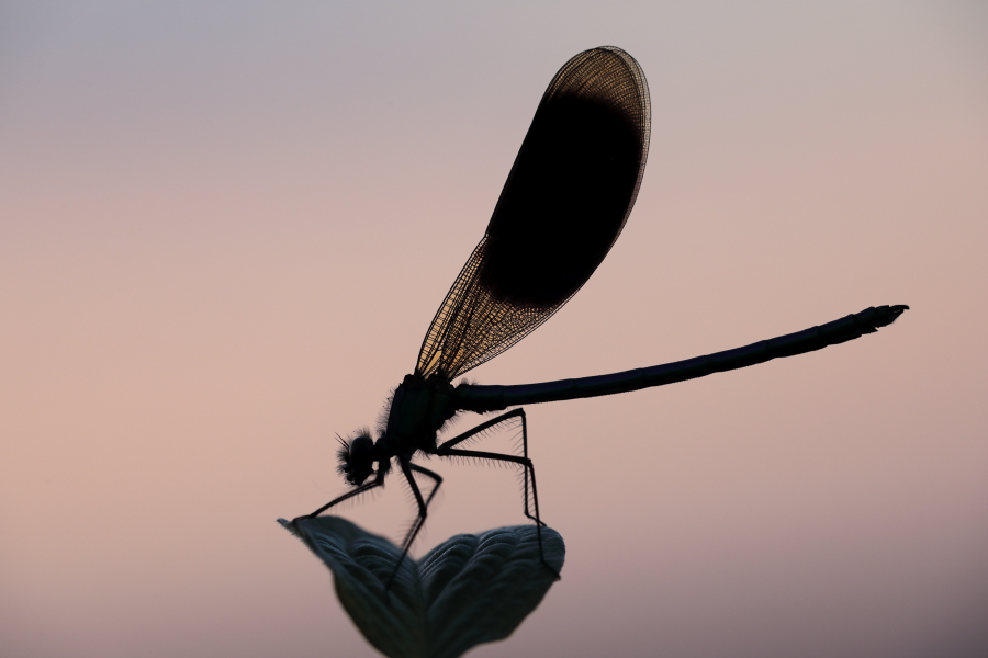 Gebänderte Prachtlibelle (Calopteryx splendens)