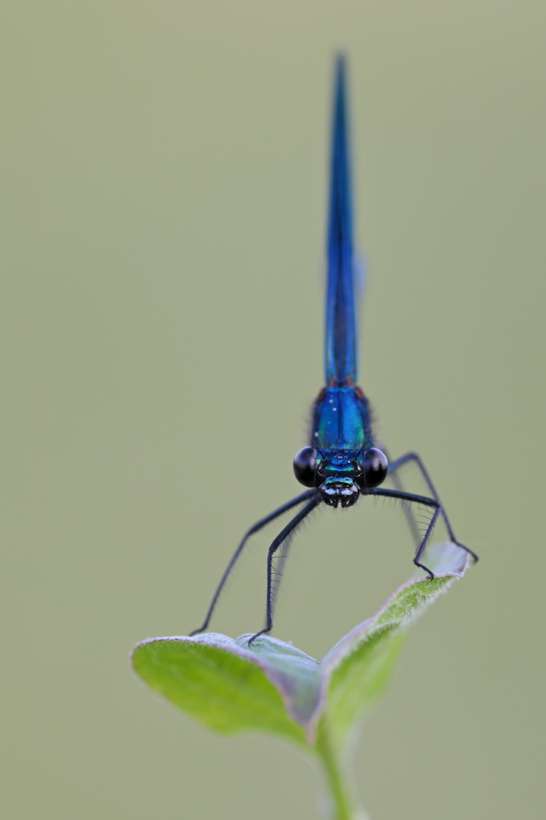 Gebänderte Prachtlibelle (Calopteryx splendens) am Canal de Vergières, Südfrankreich