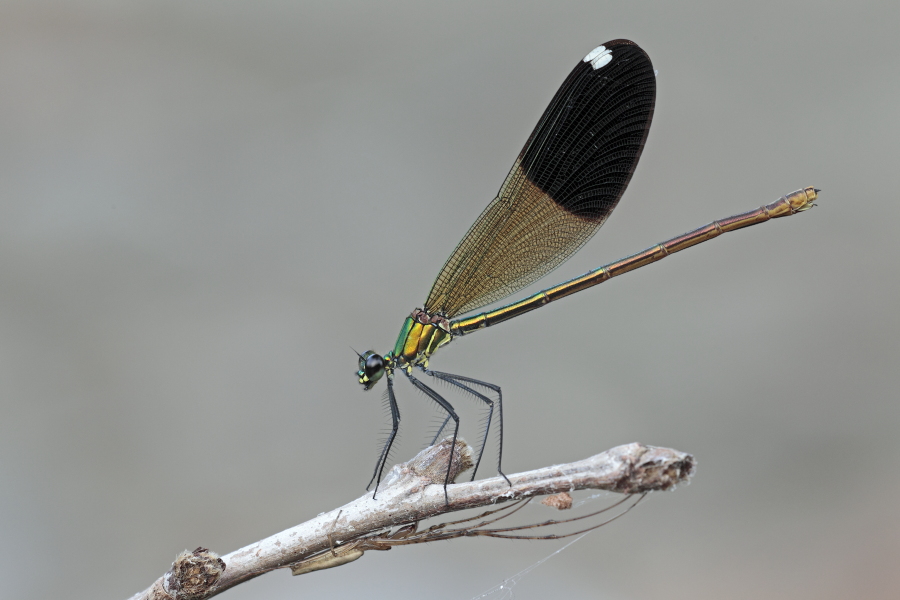 Gebänderte Prachtlibelle (Calopteryx splendens amasina), Türkei