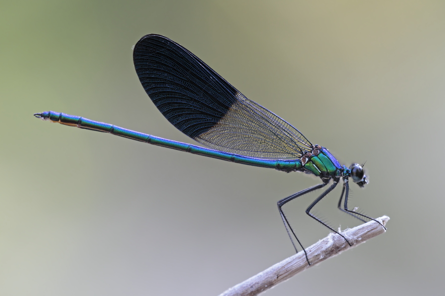Gebänderte Prachtlibelle (Calopteryx splendens amasina), Türkei