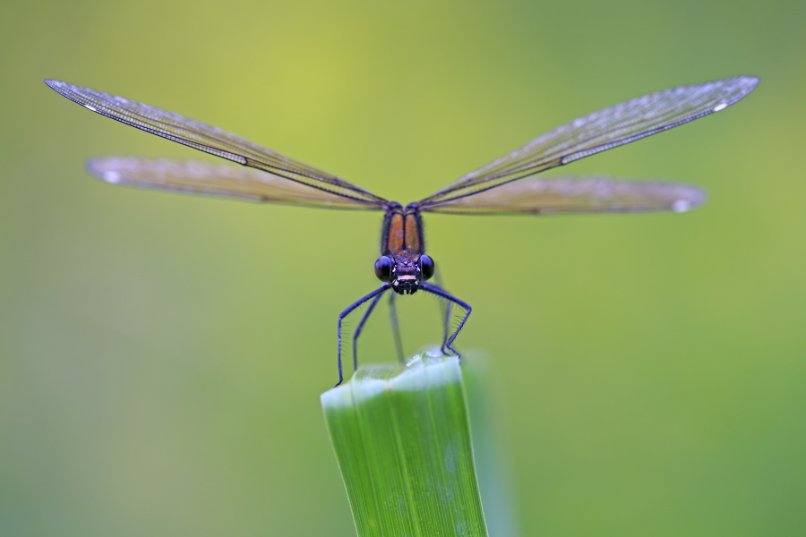 Blauflügel-Prachtlibelle (Calopteryx virgo), Wümme, Niedersachen