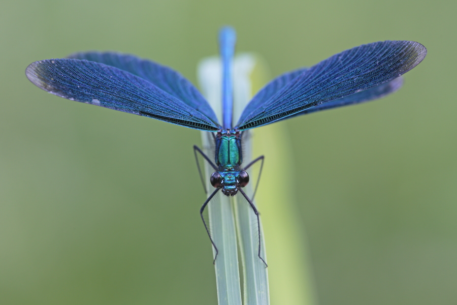 Blauflügel-Prachtlibelle (Calopteryx virgo), Wümme, Niedersachen