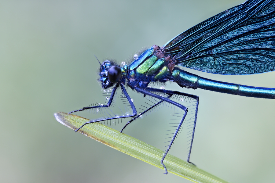 calopteryx virgo