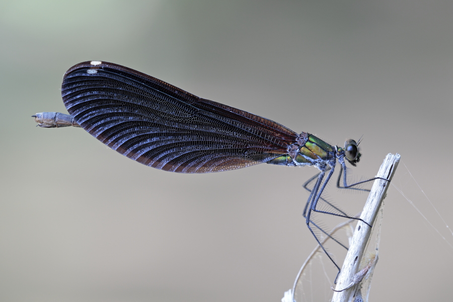 Blauflügel-Prachtlibelle (Calopteryx virgo), Türkei