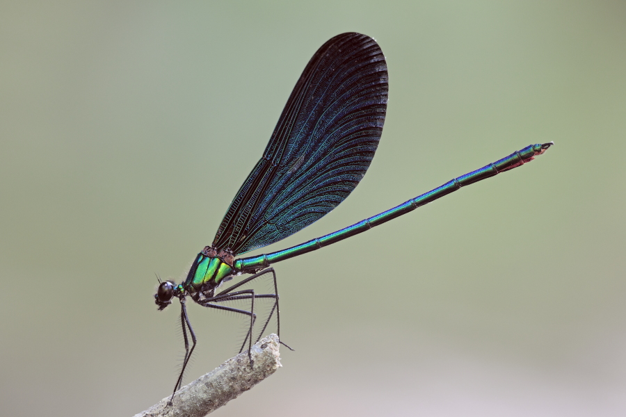 Blauflügel-Prachtlibelle (Calopteryx virgo), Türkei