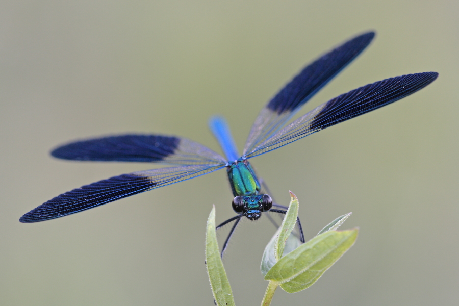 Südwestliche Prachtlibelle (Calopteryx xanthostoma)
