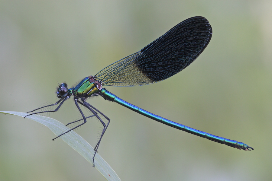 Südwestliche Prachtlibelle (Calopteryx xanthostoma)
