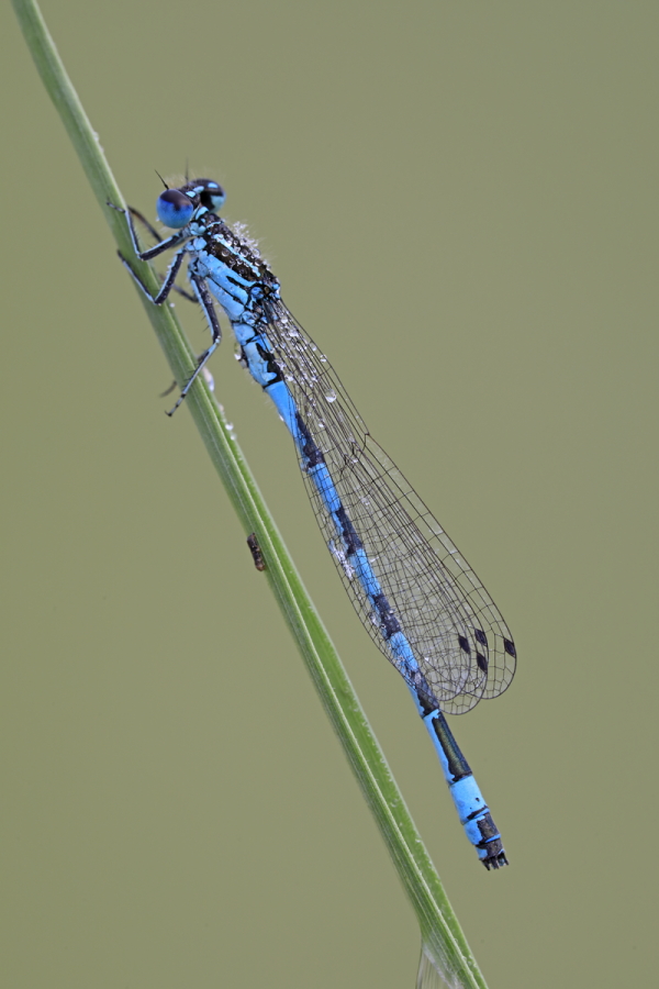 Helm-Azurjungfer (Coenagrion mercuriale), Canal de Vergières, Südfrankreich
