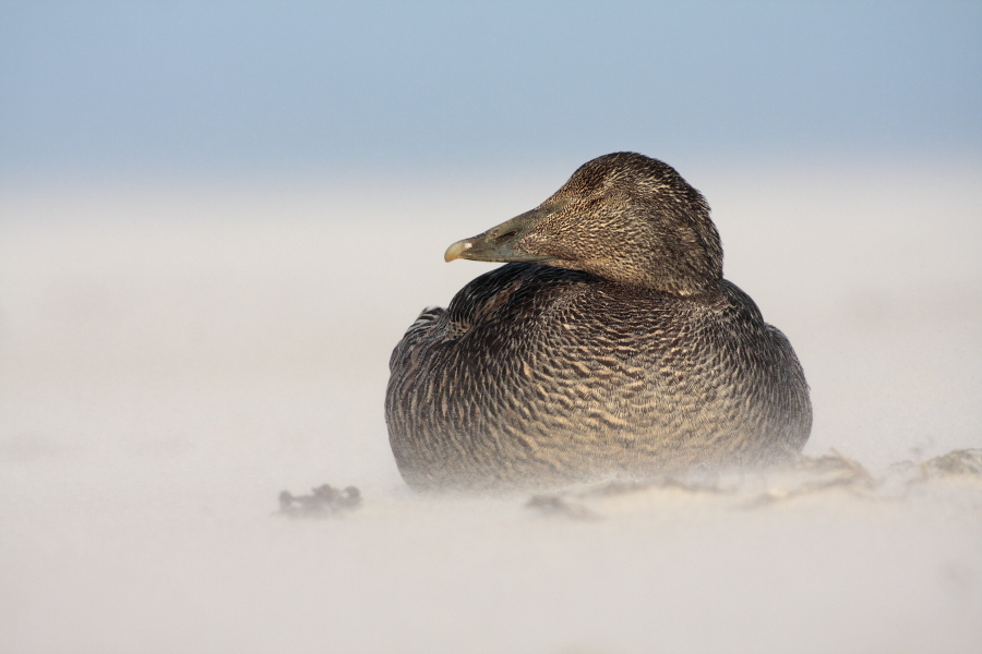 Eiderente Somateria mollissima Common Eider Duck Helgoland Düne