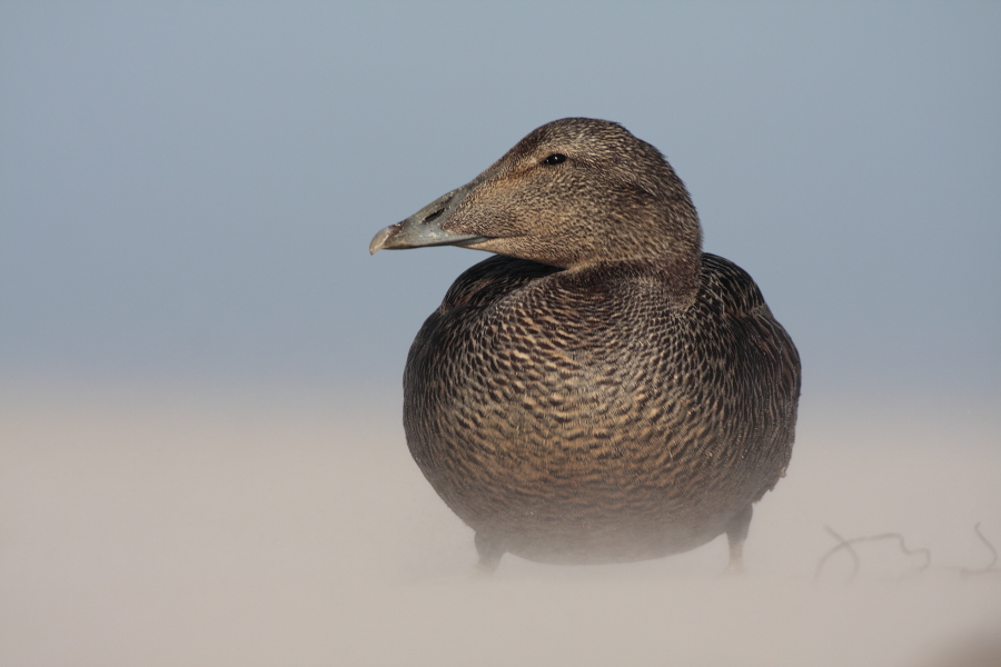Eiderente Somateria mollissima Common Eider Duck Helgoland Düne