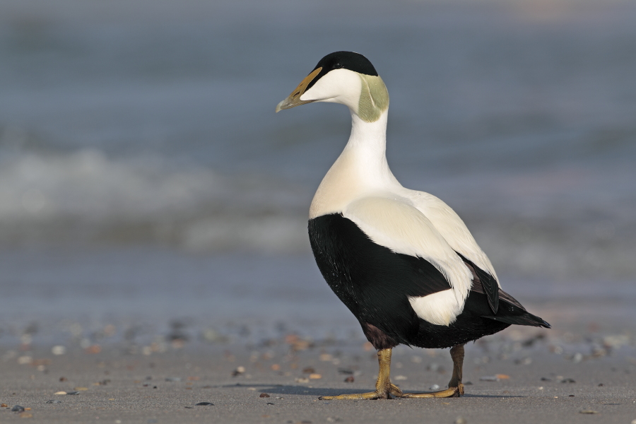 Eiderente Somateria mollissima Common Eider Duck Helgoland Düne