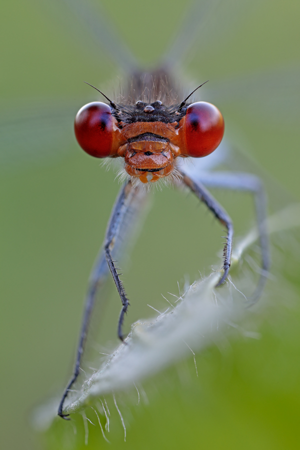 Lupenobjektivaufnahme des Großen Granatauges (Erythromma najas), Männchen