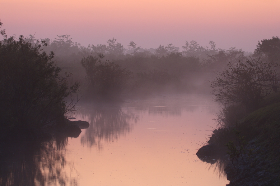 Anhinga Trail, Everglades, Florida