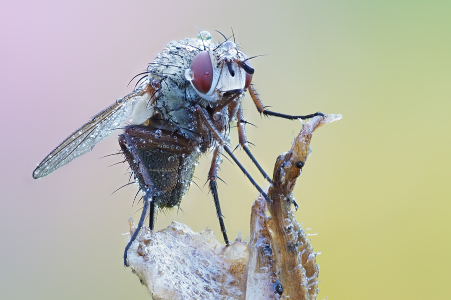 Fliege im Morgentau Kältestarre
