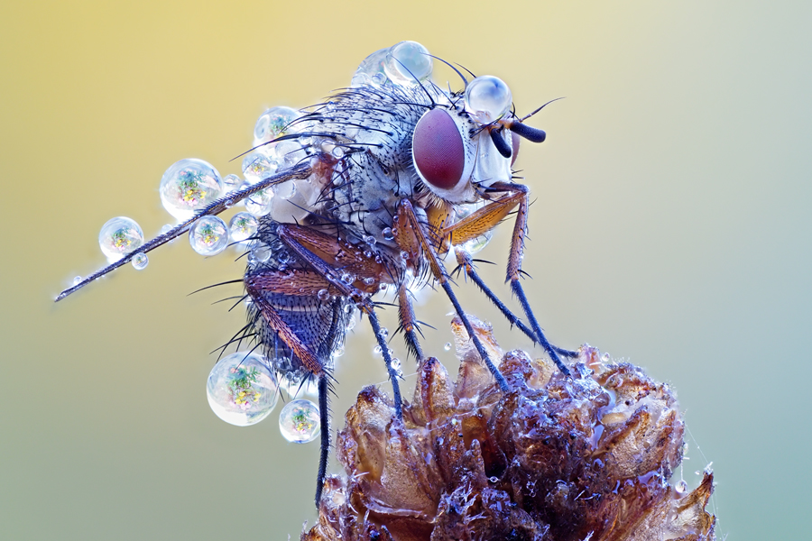 Fliege im Morgentau