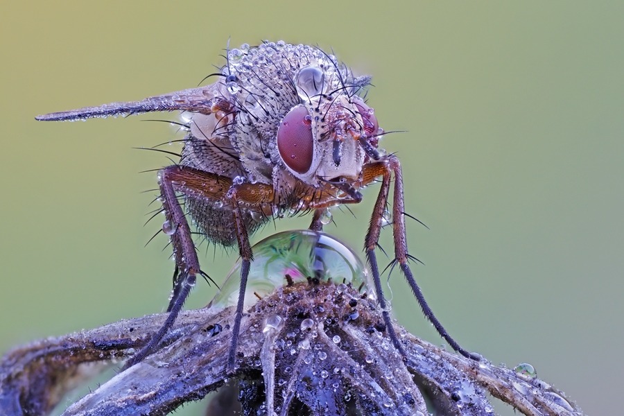 Fliege im Morgentau Kältestarre