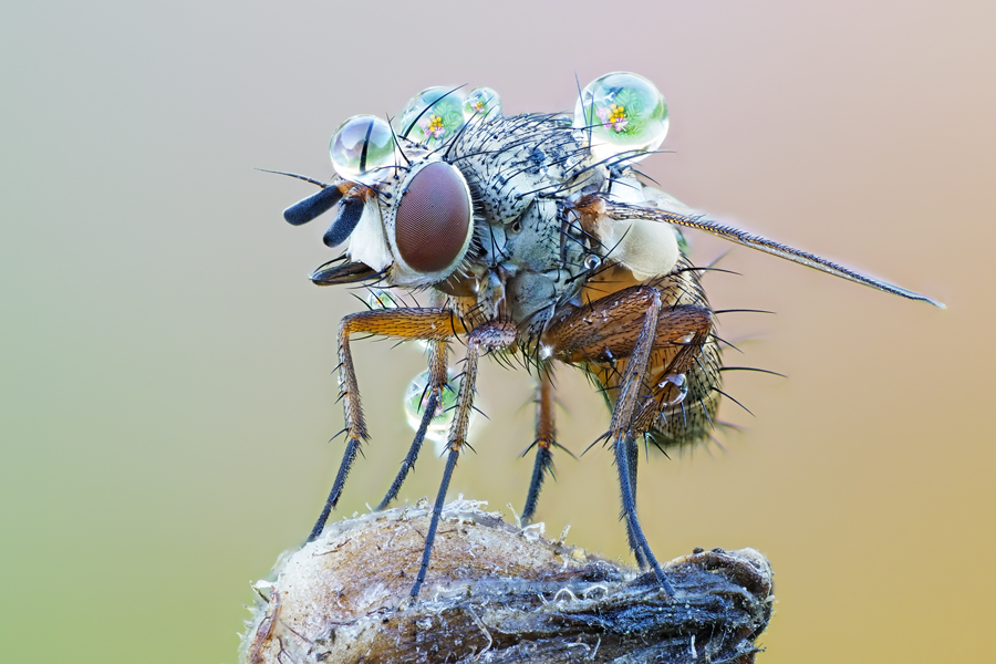 Fliege im Morgentau