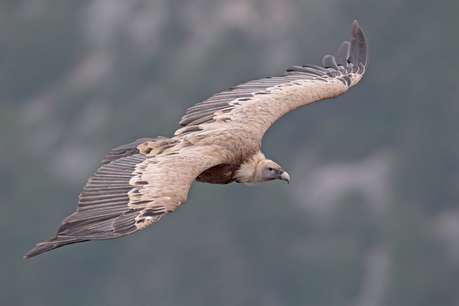 Gaensegeier in der Verdon-Schlucht