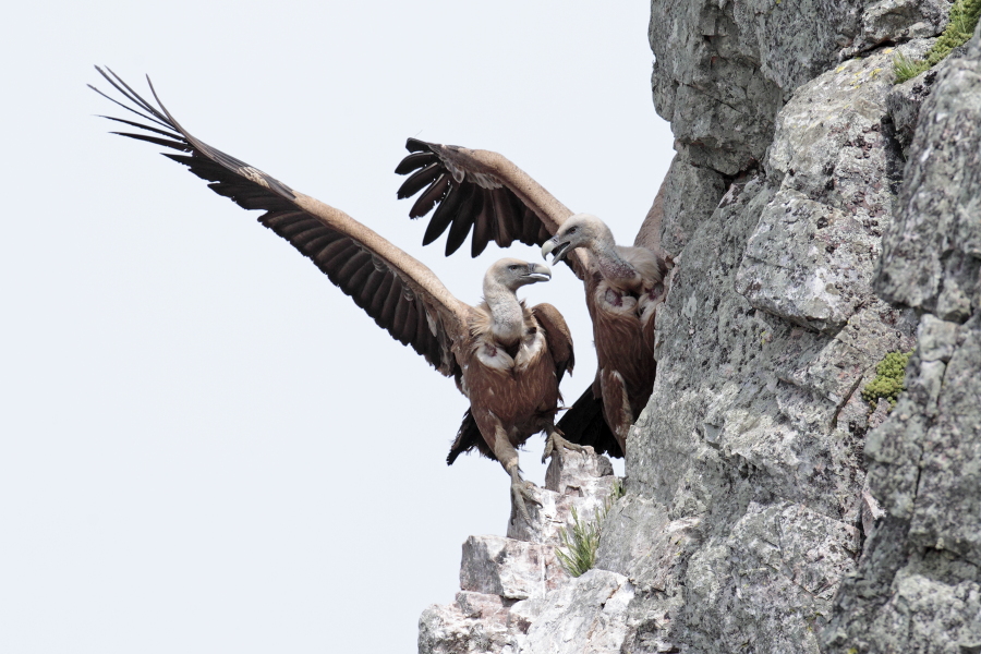 Gaensegeier im Naturpark Monfrague