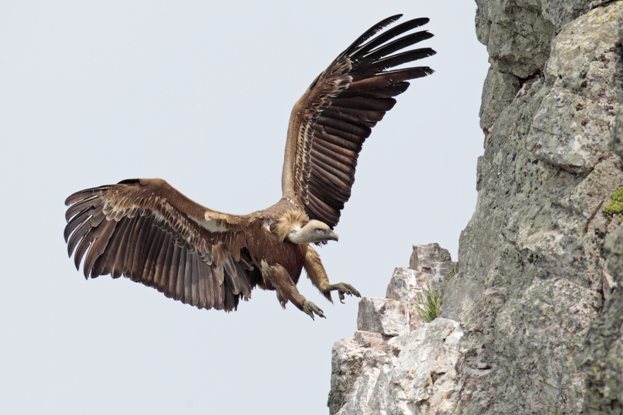 Gaensegeier im Naturpark Monfrague
