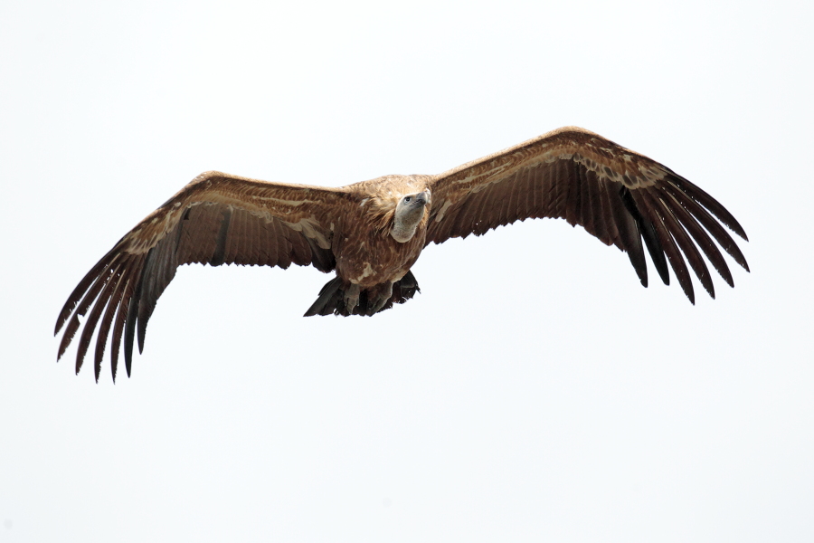 Gaensegeier im Naturpark Monfrague