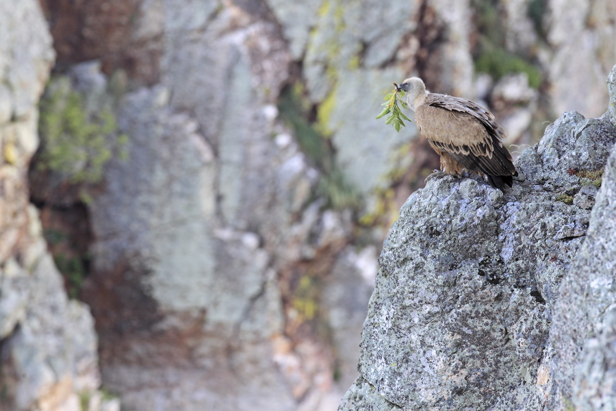 Gaensegeier im Naturpark Monfrague