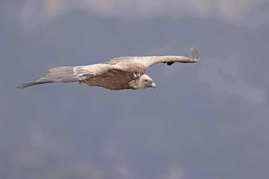 Gaensegeier in der Verdon-Schlucht