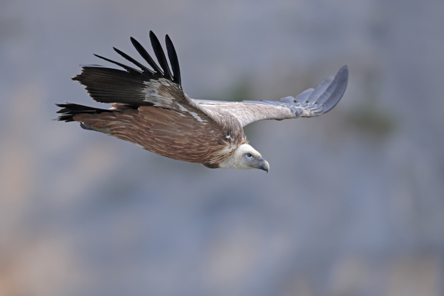 Gaensegeier in der Verdon-Schlucht