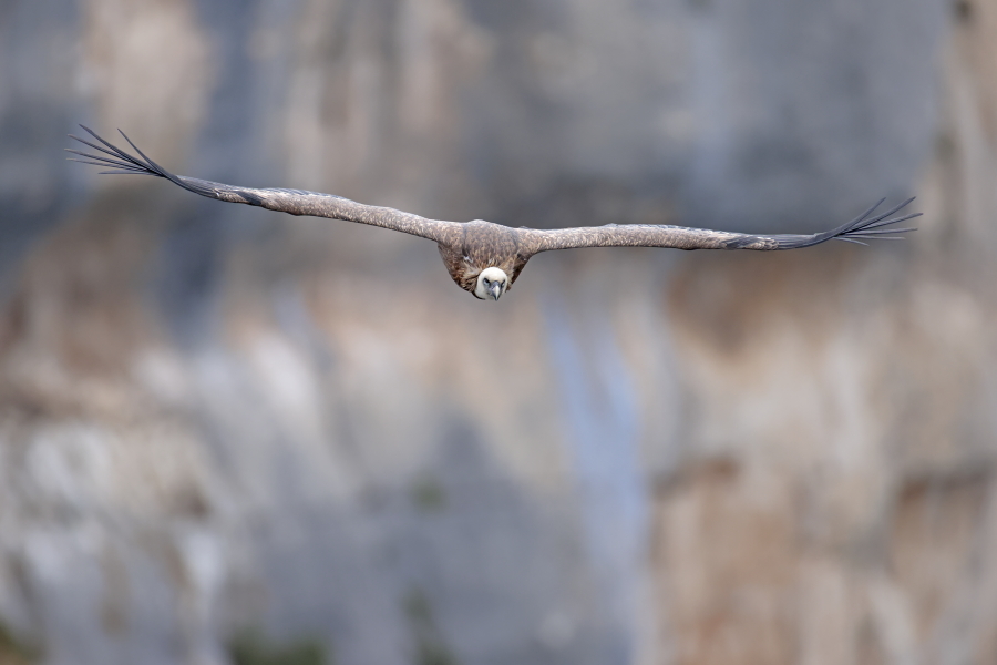 Gaensegeier in der Verdon-Schlucht