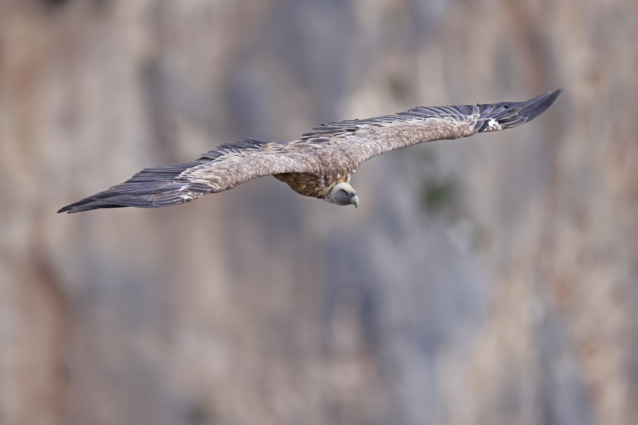 Gaensegeier in der Verdon-Schlucht