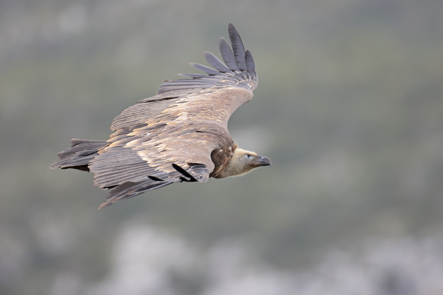 Gaensegeier in der Verdon-Schlucht
