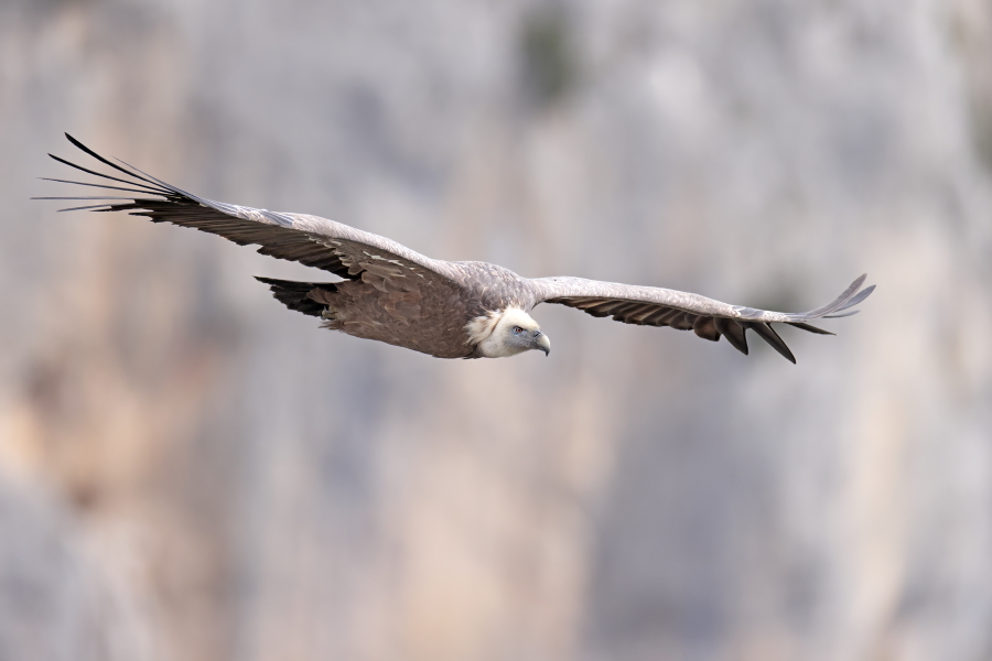 Gaensegeier in der Verdon-Schlucht