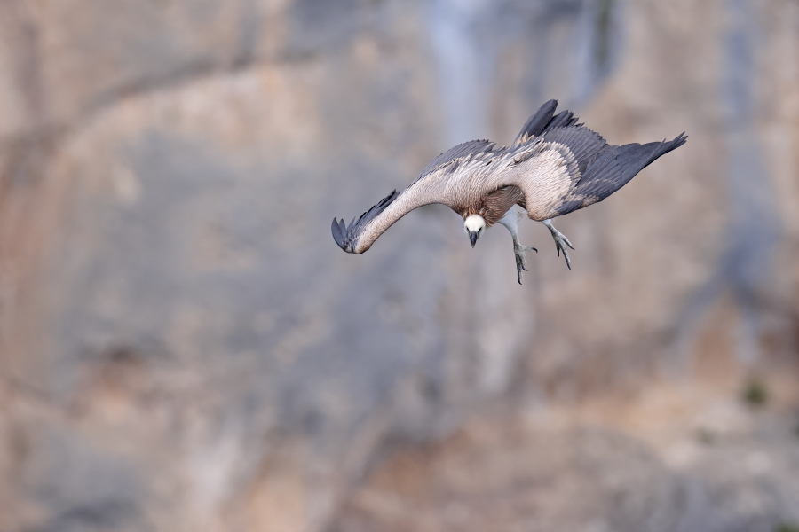 Gaensegeier in der Verdon-Schlucht