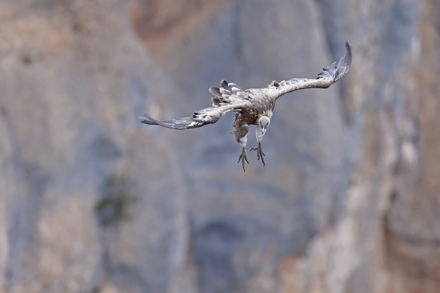 Gaensegeier in der Verdon-Schlucht
