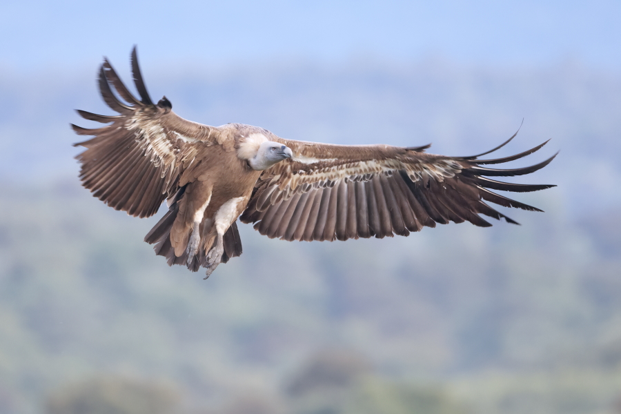 Gänsegeier in der Extremadura