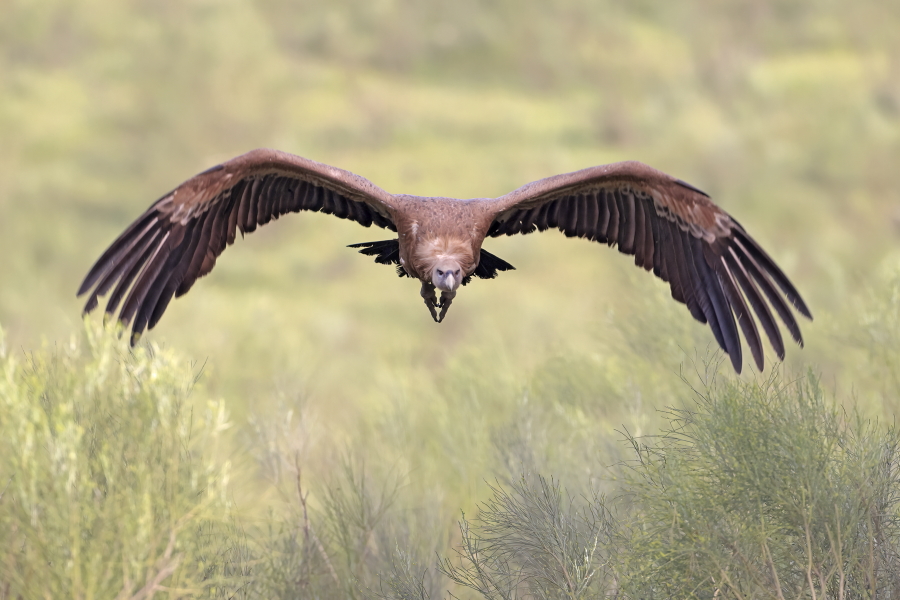 Gänsegeier in der Extremadura