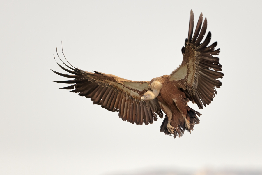 Gänsegeier in der Extremadura