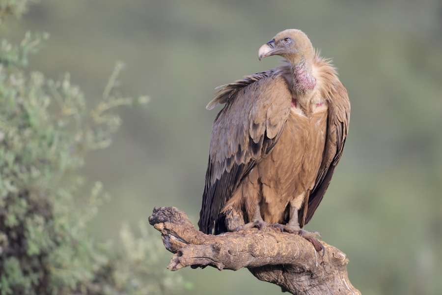 Gänsegeier in der Extremadura