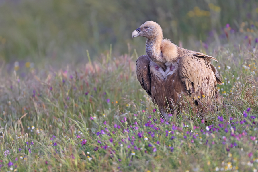 Gänsegeier in der Extremadura