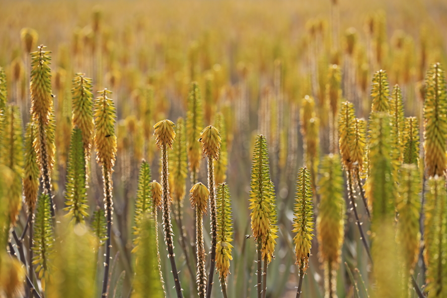 Die Echte Aloe ist eine auf den Kanaren häufige Pflanze.