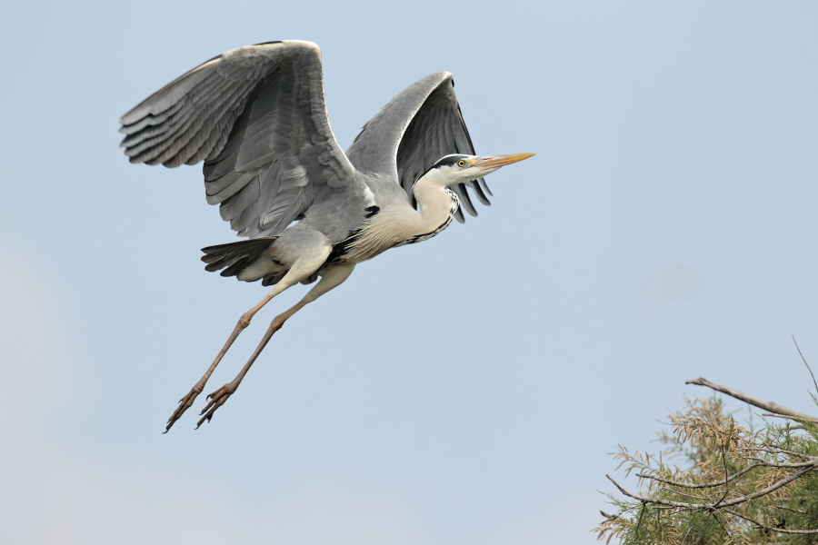 Graureiher (Ardea cinerea, Grey Heron) im Vogelpark 