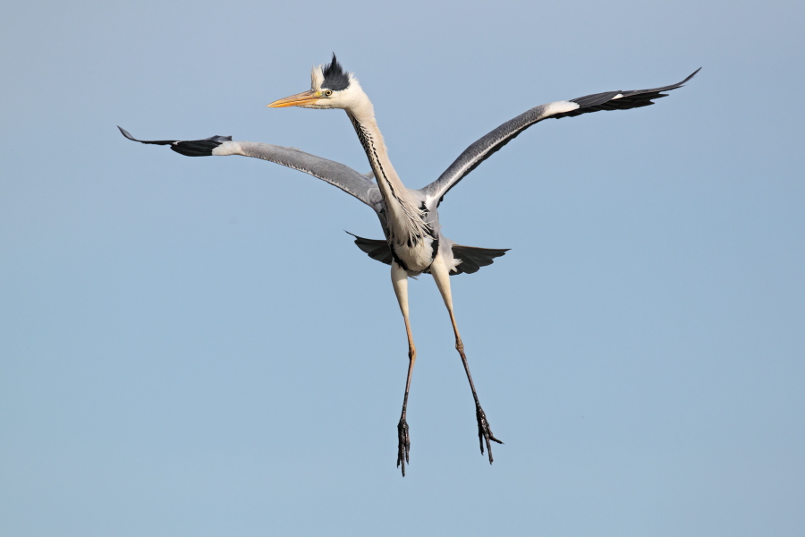 Graureiher (Ardea cinerea, Grey Heron) im Vogelpark 