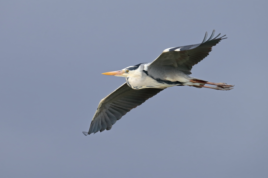 Graureiher (Ardea cinerea, Grey Heron) im Vogelpark 