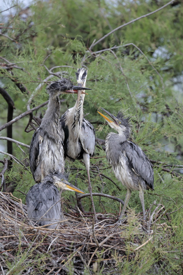 Graureiher (Ardea cinerea, Grey Heron) bei der Aufzucht der Jungen im Vogelpark