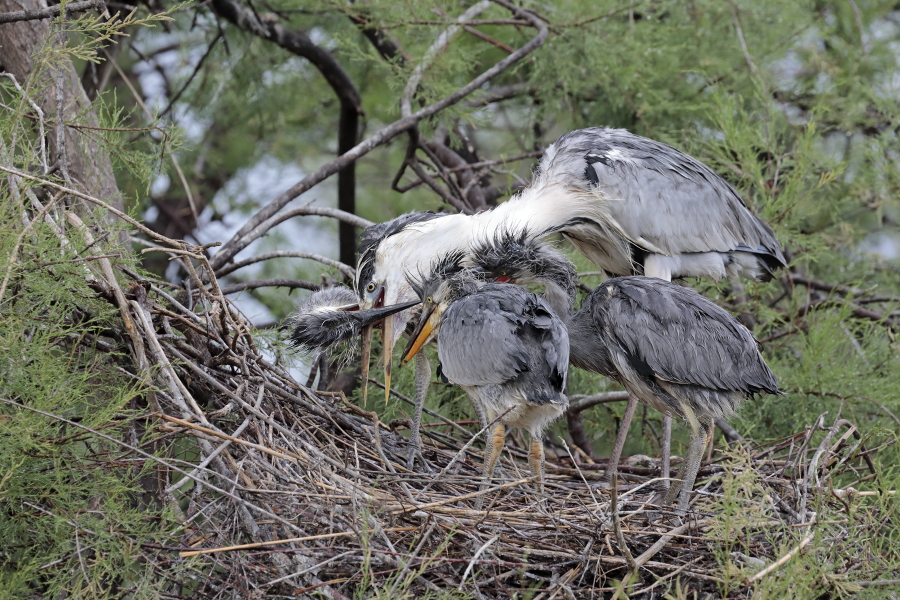 Graureiher (Ardea cinerea, Grey Heron) bei der Aufzucht der Jungen im Vogelpark